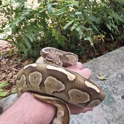 Enchi pin het albino male ball python