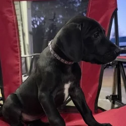 Great Dane female