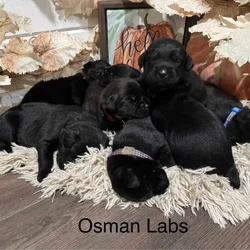 Black lab puppies available November 13th