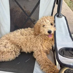 Golden doodle puppies