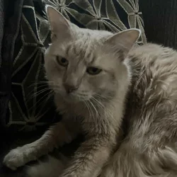 free cat
