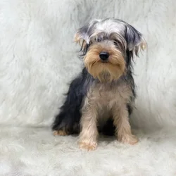 Yorkshire Terrier, male