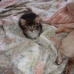 Kittens and cats galore