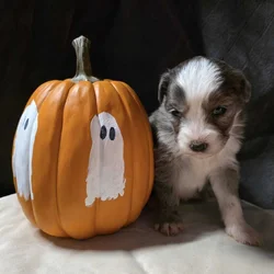 "Salem"