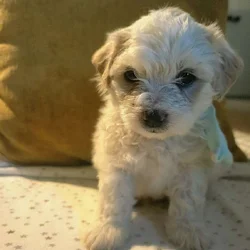 Maltipoo mix