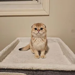 Uki- scottish fold kitten female