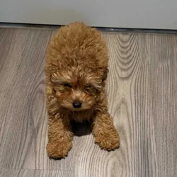 Toy poodle