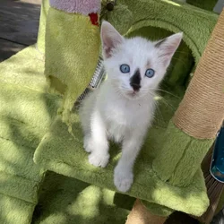9 weeks cat kittens