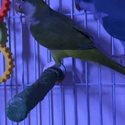 Down sizing cages available