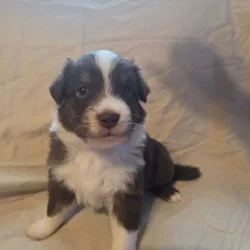 Australian Shepherd Puppies