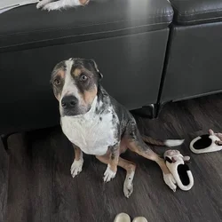 Dog for adoption (free)