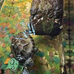 FREE RAZOR BACK TURTLES