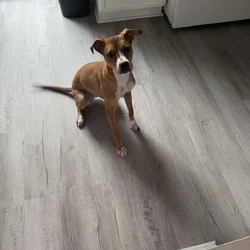 Looking for a loving family for Olive!