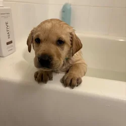 Labrador puppies