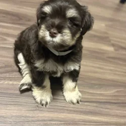 Chocolate Miniature Schnauzer