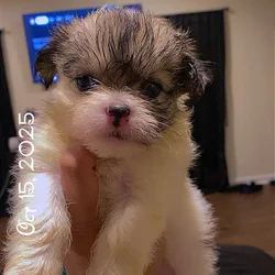 7 week old Shih Tzu