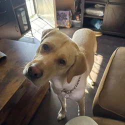 PUREBRED YELLOW LAB