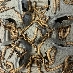 Superworms For Sale
