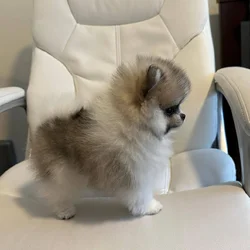 Adorable Pomeranian Boy Available!