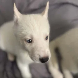🐾 Pomsky Puppies Available – Ready 10/11! 🐾