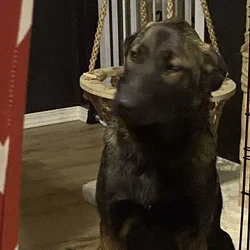 Belgian malinois