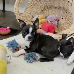 Roscoe the Boston puppy