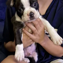 Brindle Boston terrier
