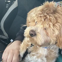 Teddy Bear needs a home