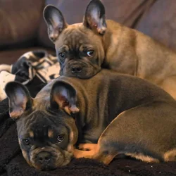 Two Male French Bulldogs