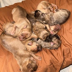 New puppies looking for new home
