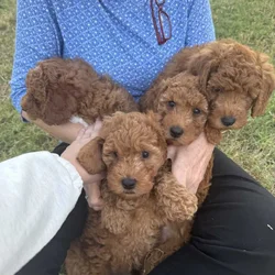 Mini Goldendoodle puppies