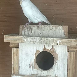 Albino budgie