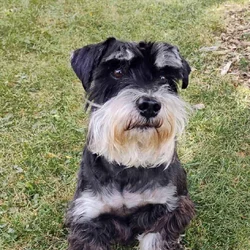 Handsome AKC Miniature Schnauzer looking for Home