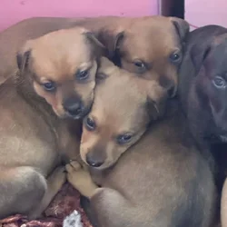 Pitbull puppies