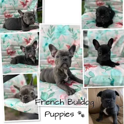 French Bulldog puppies