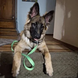 German shepard mix puppy free to good home