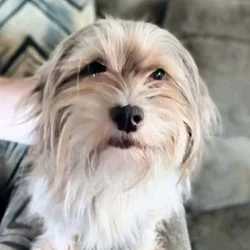 Shih Tzu/Schnauzer Female Dog