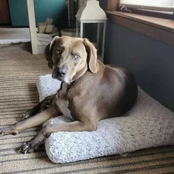 Chocolate Lab