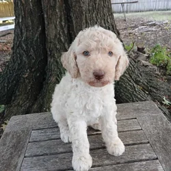 Poodle Puppies AKC Registered
