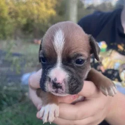 AKC boxer puppies
