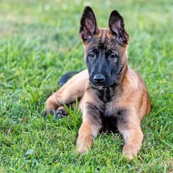 Belgian Malinois Puppies