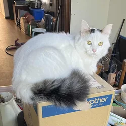 Ragdoll - white with tabby