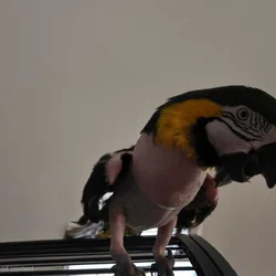 Blue & Gold Macaw