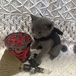 Kittens!