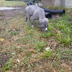 XL bully