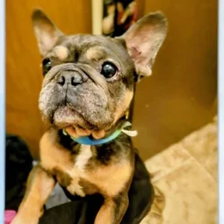 French Bulldog Male
