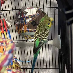 Lovely male, two-year-old Parakeet