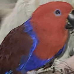 Wanda, an Eclectus Parrot