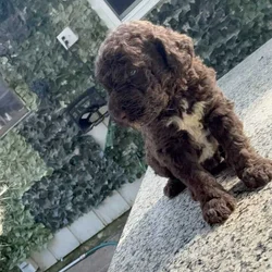 Labradoodle