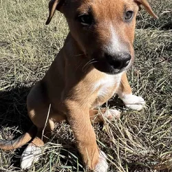 Ranch Pup -Boy 3